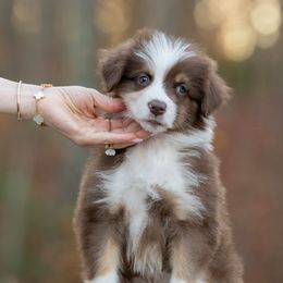 Boy 3 - Red tri-color male Australian Shepherd puppy in Newtown, Connecticut from Stepping Stone Kennel