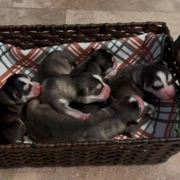 Girl 2 - Black and white female Pomsky puppy in Venus, Pennsylvania from Hemlock Pines Pomsky