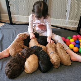 Poodle Puppies from Holly's Poodles