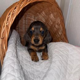 Nate - Dapple male Dachshund puppy in Pontotoc, Mississippi from Toddy Kennels