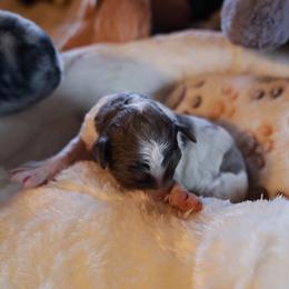 Skye - Blue merle female Bernedoodle puppy in Springfield, Missouri from Doodle Dandy Bernedoodles & Aussiedoodles
