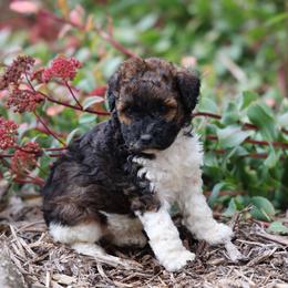 Billie - Brown female Whoodle puppy in West Bend, Iowa from Blue Skies Terriers