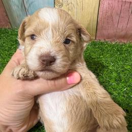 Sully - Wheaten male Miniature Schnauzer puppy in Lufkin, Texas from C&K’s Schnauzer House