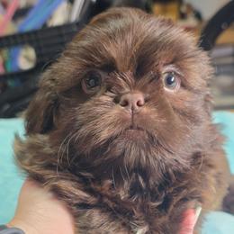 Boy 2 - Chocolate male Shih Tzu puppy in Belleville, Michigan from Patricia's Heavenly Earth Angels