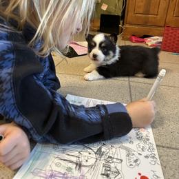 Pepper - Black and tan male Pembroke Welsh Corgi puppy in New Auburn, Wisconsin from Cordell Corgis