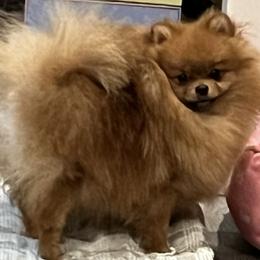 Pomeranian Puppies from Lori’s Precious Poms