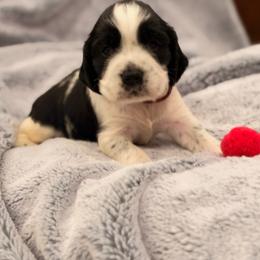 Maroon boy - Black and white male English Springer Spaniel puppy in Cleburne, Texas from Powers English Springer Spaniels