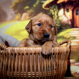 Girl 1 - Golden Retriever puppy in Anderson, California from Redtail Golden Retrievers