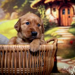 Girl 1 - Golden Retriever puppy in Anderson, California from Redtail Golden Retrievers