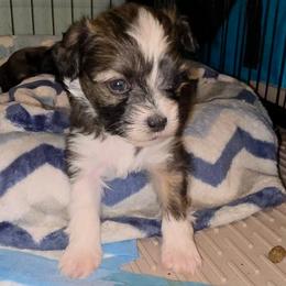Poppi - female Yorkipoo puppy in West Enfield, Maine from GRIFFEY'S SPA AND KENNEL