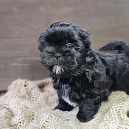 Cora - Black and white female Shih Tzu puppy in Mountain Grove, Missouri from Precious Puppies