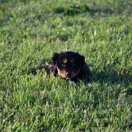 Willow - Black tri-color female Australian Shepherd puppy in Stephenville, Texas from Rockin B Australian Shepherds