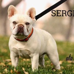 Ruger - French Bulldog