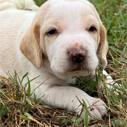 AKC Levi - Lemon and white male Beagle puppy in Rogersville, Missouri from Hales Little Beagle Haven