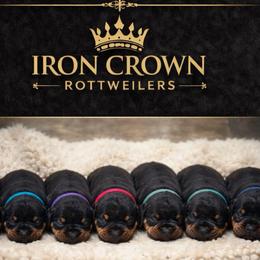 2nd pick male - Black and mahogany male Rottweiler puppy in Marysville, Washington from IronCrownRotts