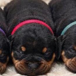 2nd pick male - Black and mahogany male Rottweiler puppy in Marysville, Washington from IronCrownRotts