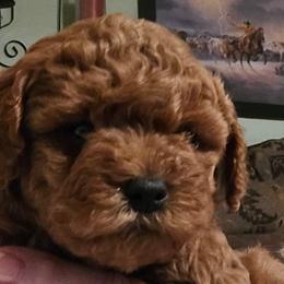 Rowan - Red  male Poodle puppy in Windom, Texas from Wild Farm Puppies