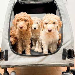 Goldendoodle Puppies from Summer Sun Doodles
