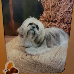 Shih Tzu Puppies from Shantii's Shih Tzu's