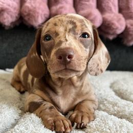 Pongo - Dapple male Dachshund puppy in Ocala, Florida from Weenie Boops