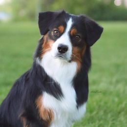 Stash - Miniature American Shepherd