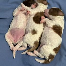 Goldendoodle Puppies from Cocoa Doodles