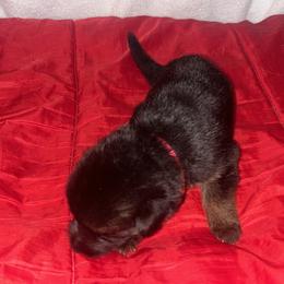 Pink - Black and red male German Shepherd puppy in Carbondale, Kansas from T and M Elite Europeans German Shepherds