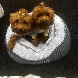Poodle Puppies from CashEuro Poodles