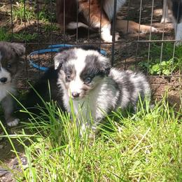 Ben-Jamin - Blue merle male Australian Shepherd puppy in Sultan, Washington from Van Huitt Australian Shepherds