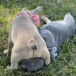 French Bulldog Puppies from Farm Fresh Frenchies