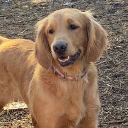 Golden Retrievers from Lakes Area Golden Retrievers