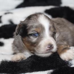 Joy - Blue merle female Aussiedoodle puppy in Loretto, Tennessee from K Kountry Farm