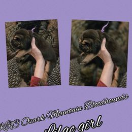 Girl 3 - Black and tan female Bloodhound puppy in Stone Hill, Missouri from KRC Ozark Mountain Bloodhounds