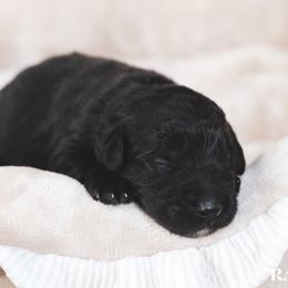Rainer - female Newfypoo puppy in Marshallville, Ohio from Windy Hill Dogs
