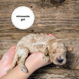 Minnesota - Cream female Goldendoodle puppy in Cambridge, Minnesota from Country Meadow Doodles