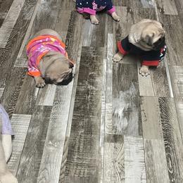 Bulldog and Pug Puppies from Love that bulldog lewter family