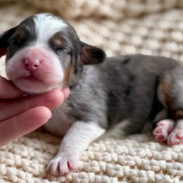 Walnut - green collar - Blue merle male Bernedoodle puppy in Colorado Springs, Colorado from Mercy Mountain Bernedoodles