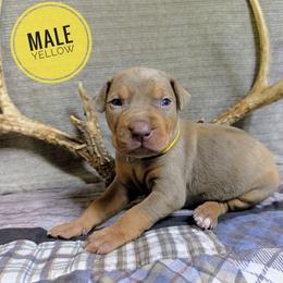 Yellow - Red merle male Catahoula Leopard Dog puppy in Huntsville, Arkansas from ArkieHoulas