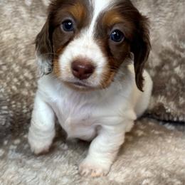 Kiss AKC - Chocolate and tan female Dachshund puppy in Osage, Oklahoma from Vandruff Creek Mini Dachshunds