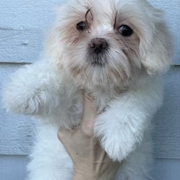 Janice - Cream female Shichon puppy in Kent, Washington from Mad Hatter Farm