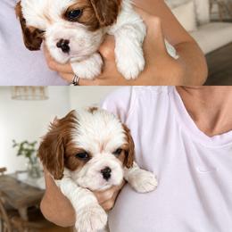Sam - Blenheim male Cavalier King Charles Spaniel puppy in North Alabama And Middle Tennessee, Alabama from Cane Creek Cavaliers