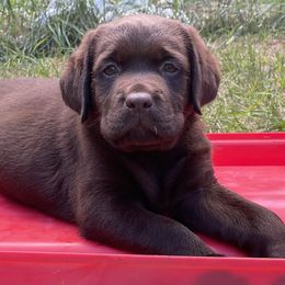 Labrador Retriever Puppies from Linro Labradors