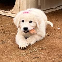 Pink-Purple Girl - White female Maremma Sheepdog puppy in Kings County, California from Prancing Pony Farm Maremma Sheepdogs