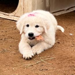 Pink-Purple Girl - White female Maremma Sheepdog puppy in Kings County, California from Prancing Pony Farm Maremma Sheepdogs
