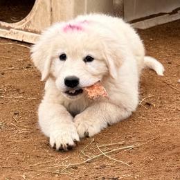 Pink-Purple Girl - White female Maremma Sheepdog puppy in Kings County, California from Prancing Pony Farm Maremma Sheepdogs