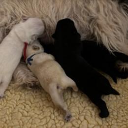 Red Collar - Wheaten male Scottish Terrier puppy in Chandler, Arizona from Azscotties.com