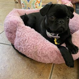 Pembroke Welsh Corgi and Pug Puppies from Blecker Kennel