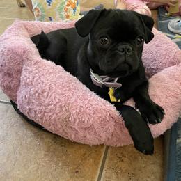 Pembroke Welsh Corgi and Pug Puppies from Blecker Kennel