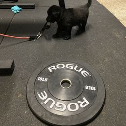 German Shepherd Puppies from High Voltage GSD