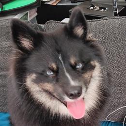Seamus - Pomsky